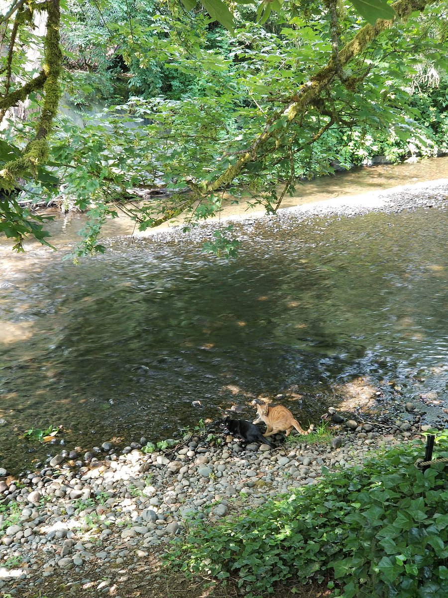 Our two kitties on the beach. Fishing? In the summer and fall we hang out on the beach with our creek neighbors and swim and enjoy the wildlife. 