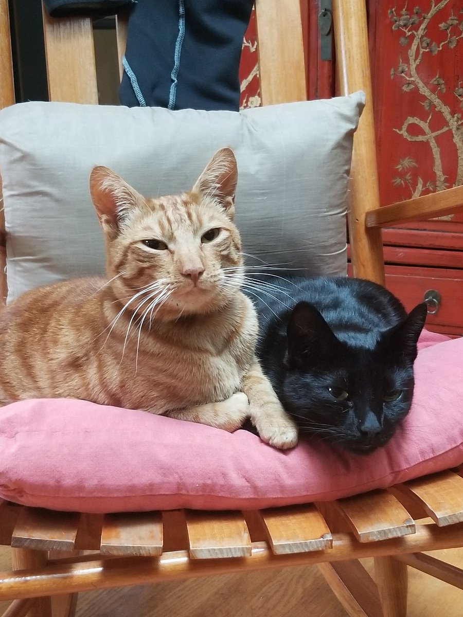 Our 2 wonderful cats. Pair-bonded, 6 years old, love the outdoors and indoors, and hanging out with people.