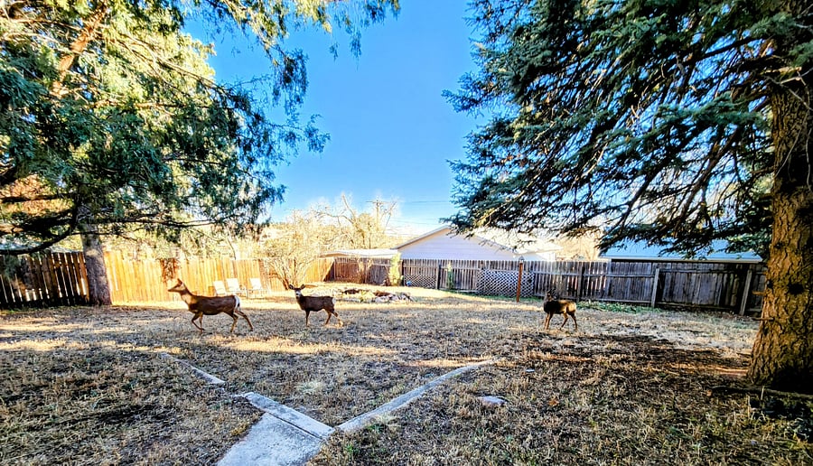Furnished Finder property 653262_1 photo 22