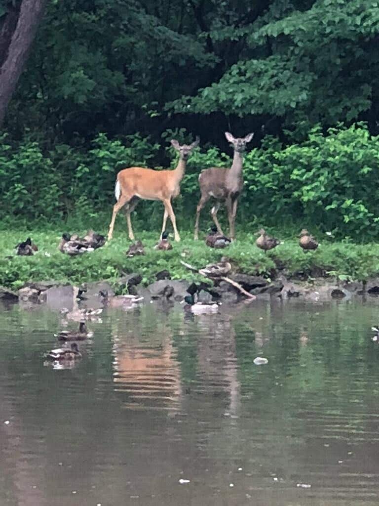 Beautiful Yard with Pond, Meadow, Deer, Ducks