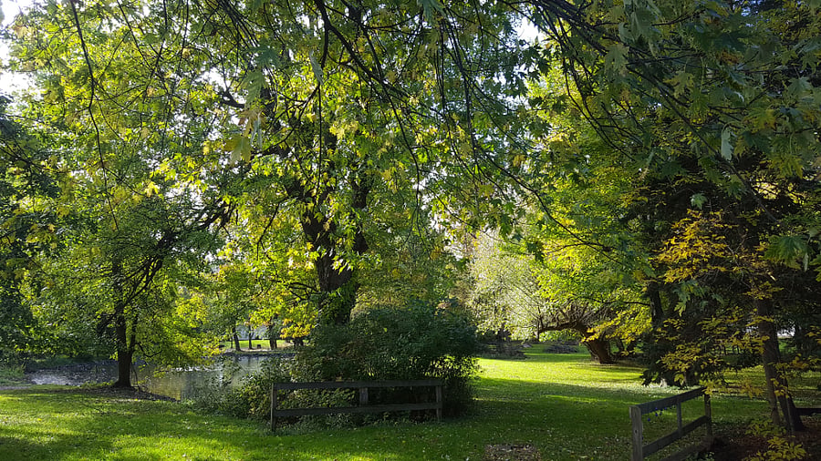 Beautiful Yard with Pond, Meadow, Deer, Ducks