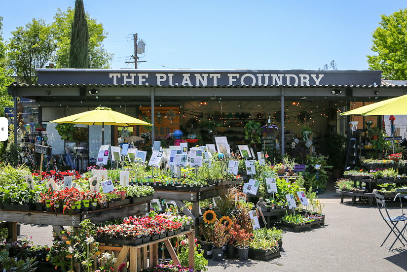 Many of the plants in the home come from the foundry. Its a neighborhood staple and just up the street.