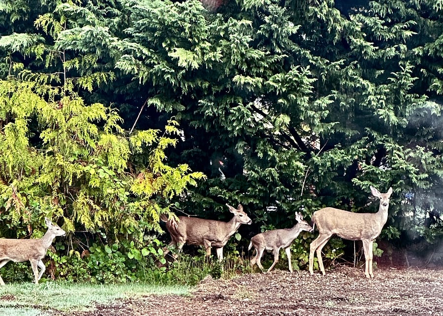 Local Family Visitors
