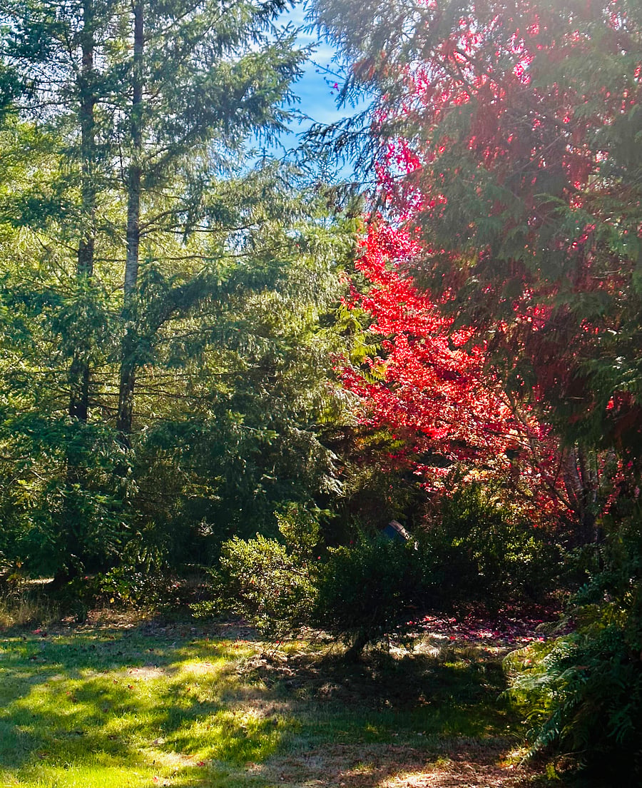 Autumn Colors