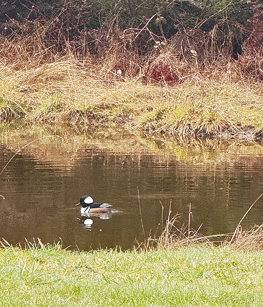Isn't he Handsome? We have different species visiting us. Bird watchers, don't forget your binoculars. 