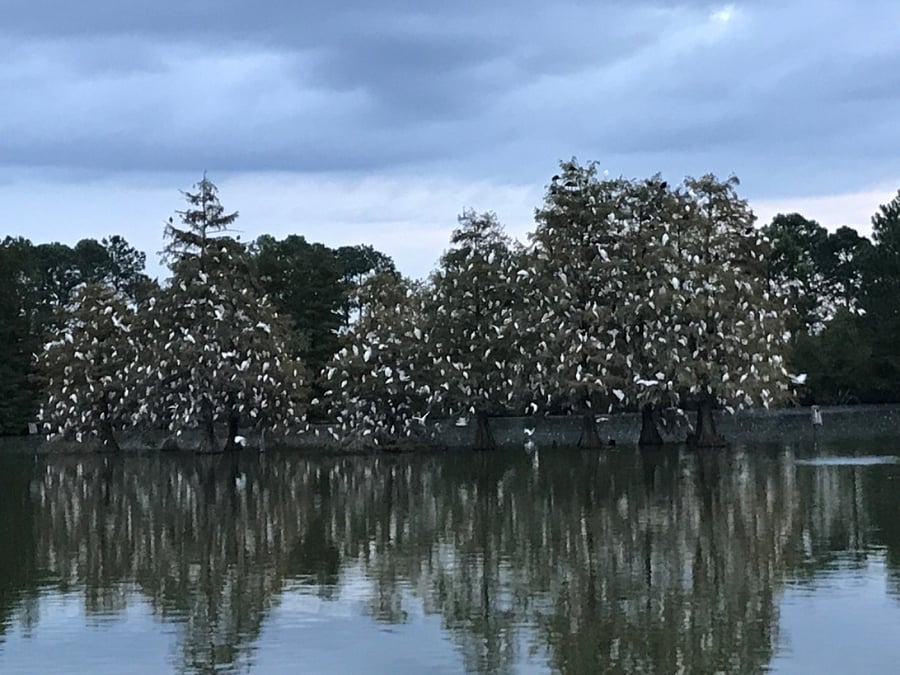 Ibis and egret visitors in fall and winter