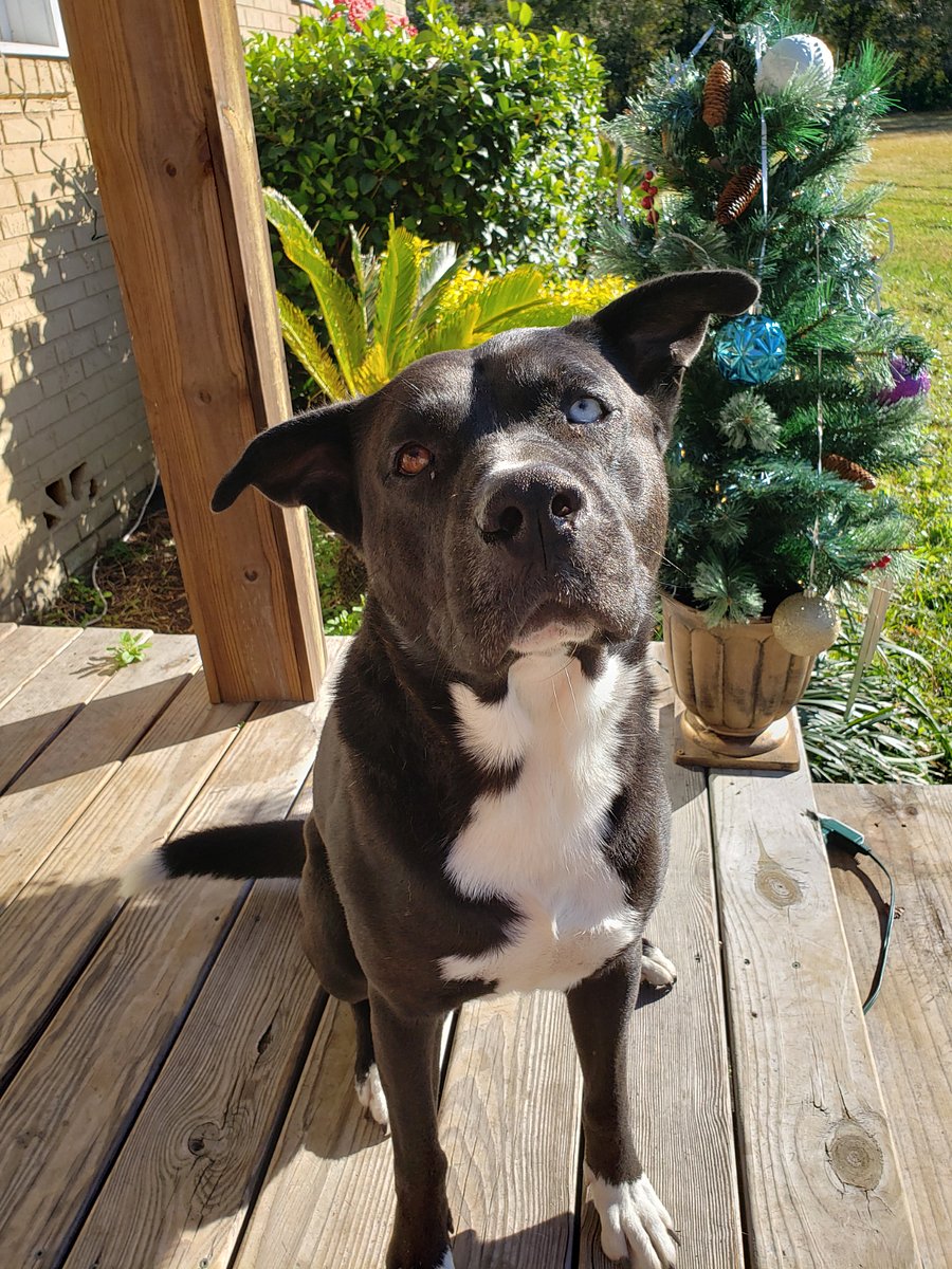 This is Charlie. An 11-year-old mutt with a great big heart! He loves to make new human and furry friends. Charlie will become your new best friend.. quickly!