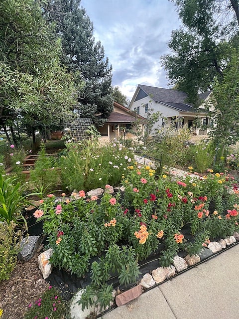 Front yard annuals/cut flower garden and trellis.
