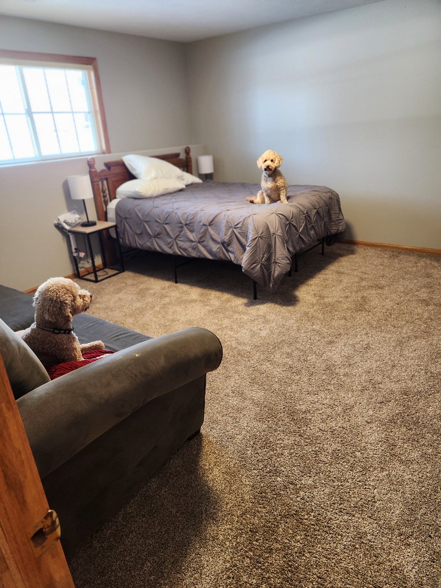 Dogs occasionally visit. Non shedding and hypoallergenic. Super friendly.