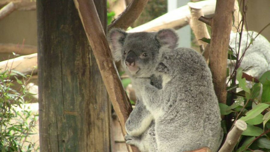 SAN DIEGO ZOO RESIDENT.