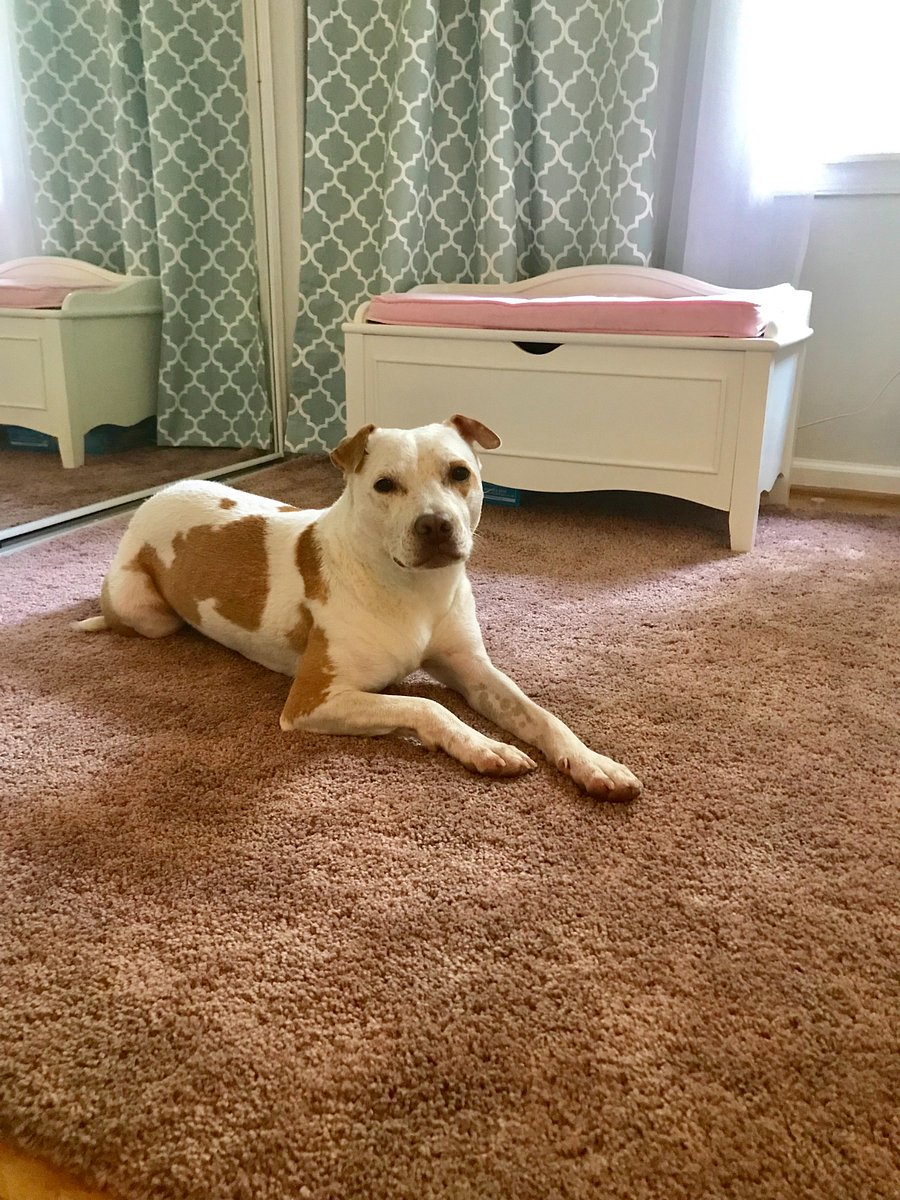 One, maximum two, small to medium sized dogs are permitted at the property. Doggy door outside from the kitchen