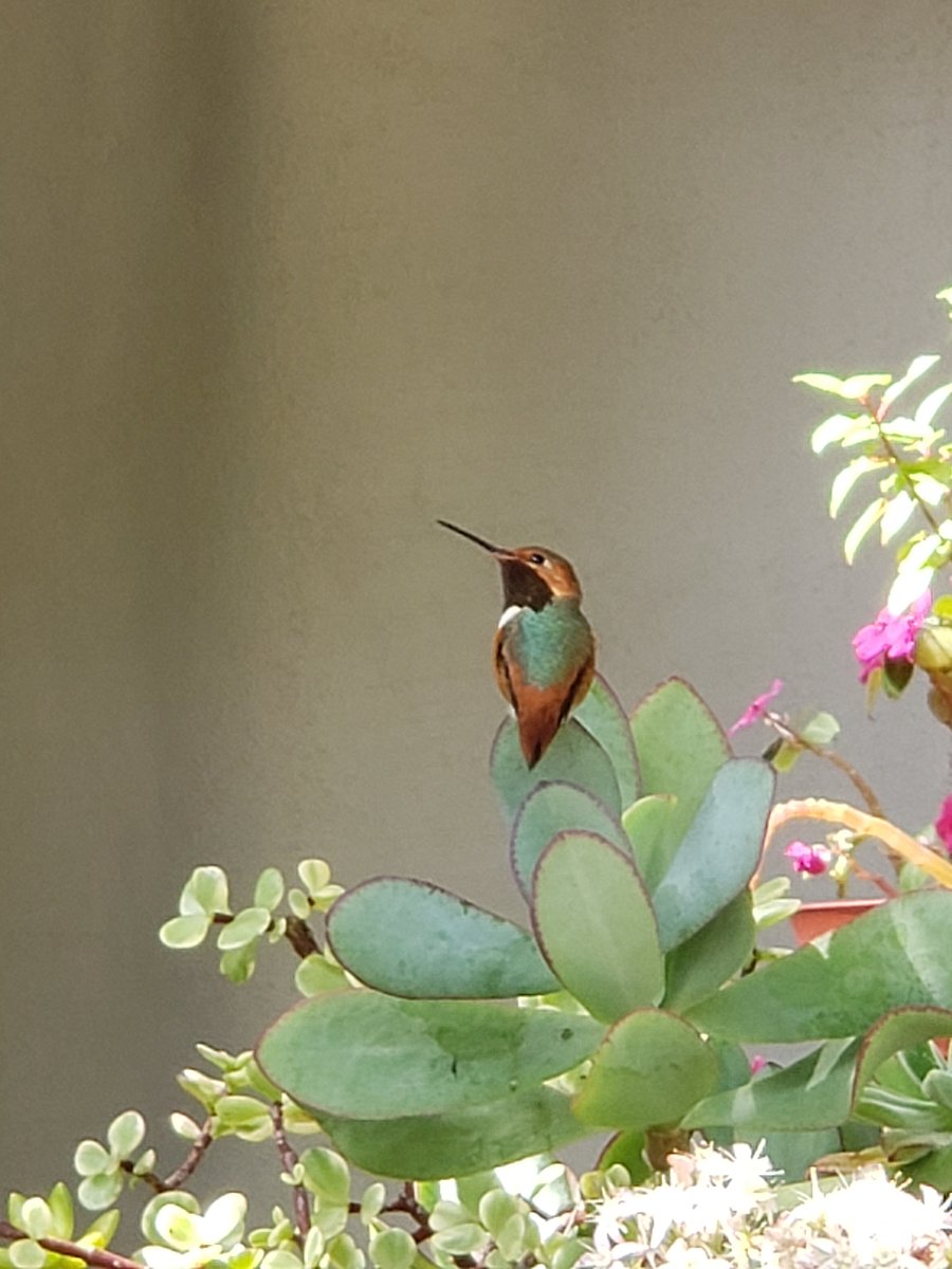 Meet Ernest Hummingway : )