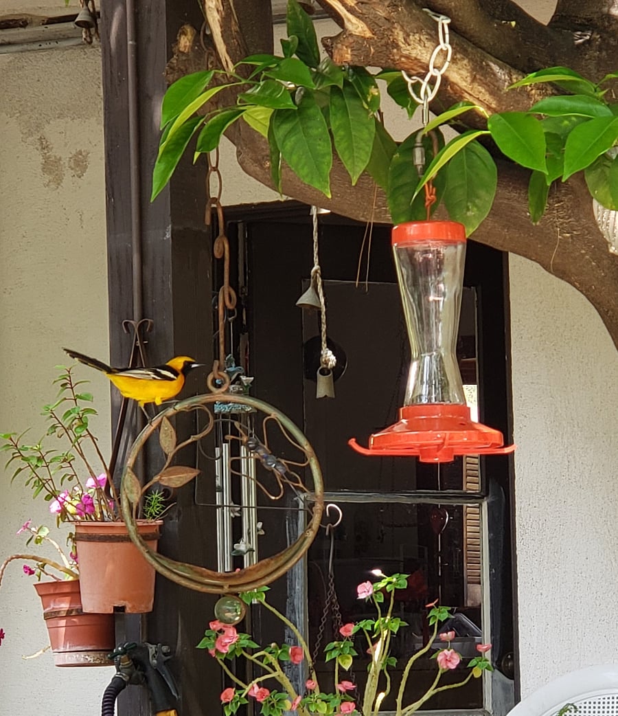 Meet daddy Oriole : )