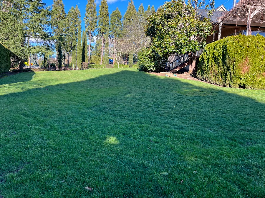 Backyard grass area