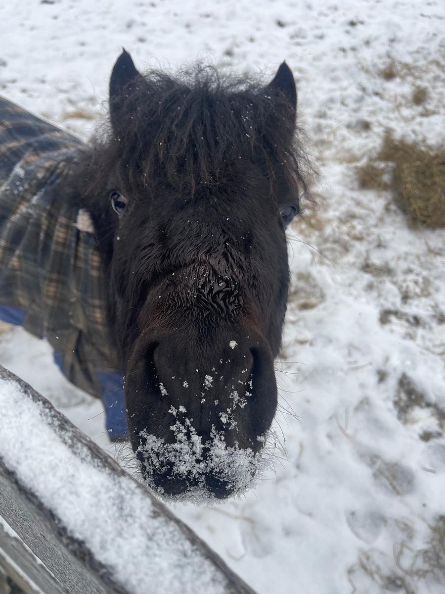Visit owners' horse farm! Cuddle with one of our miniature horses!