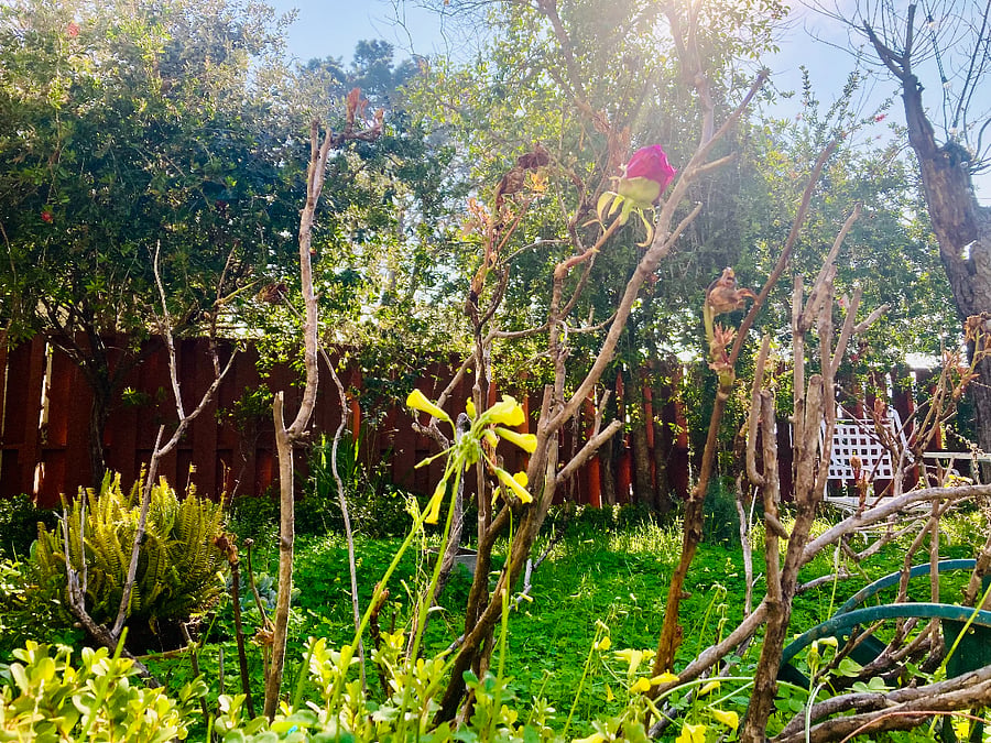 "oasis" backyard