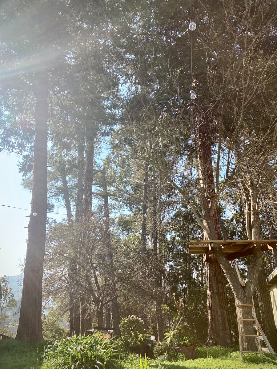 treehouse