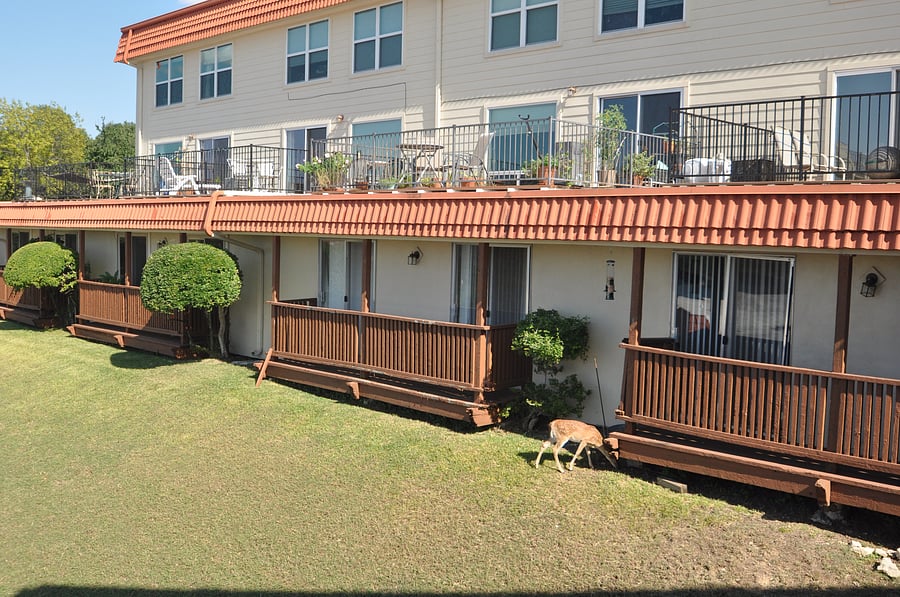 Back view of property. Baby deer spotting.