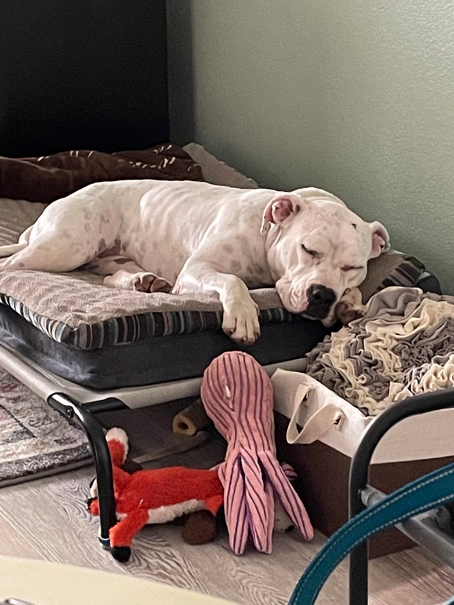 Molly girl