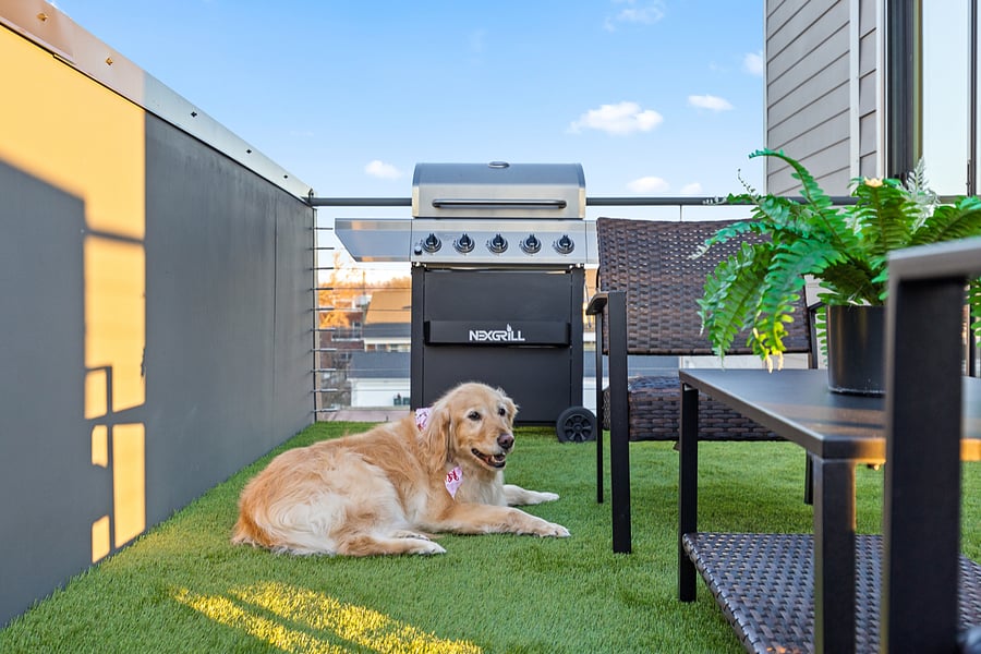 We are dog friendly!