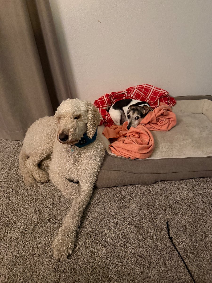 Noodles and Charley live here too