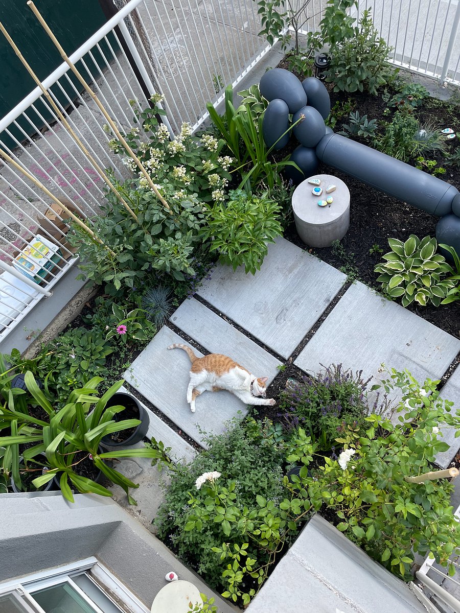 front yard