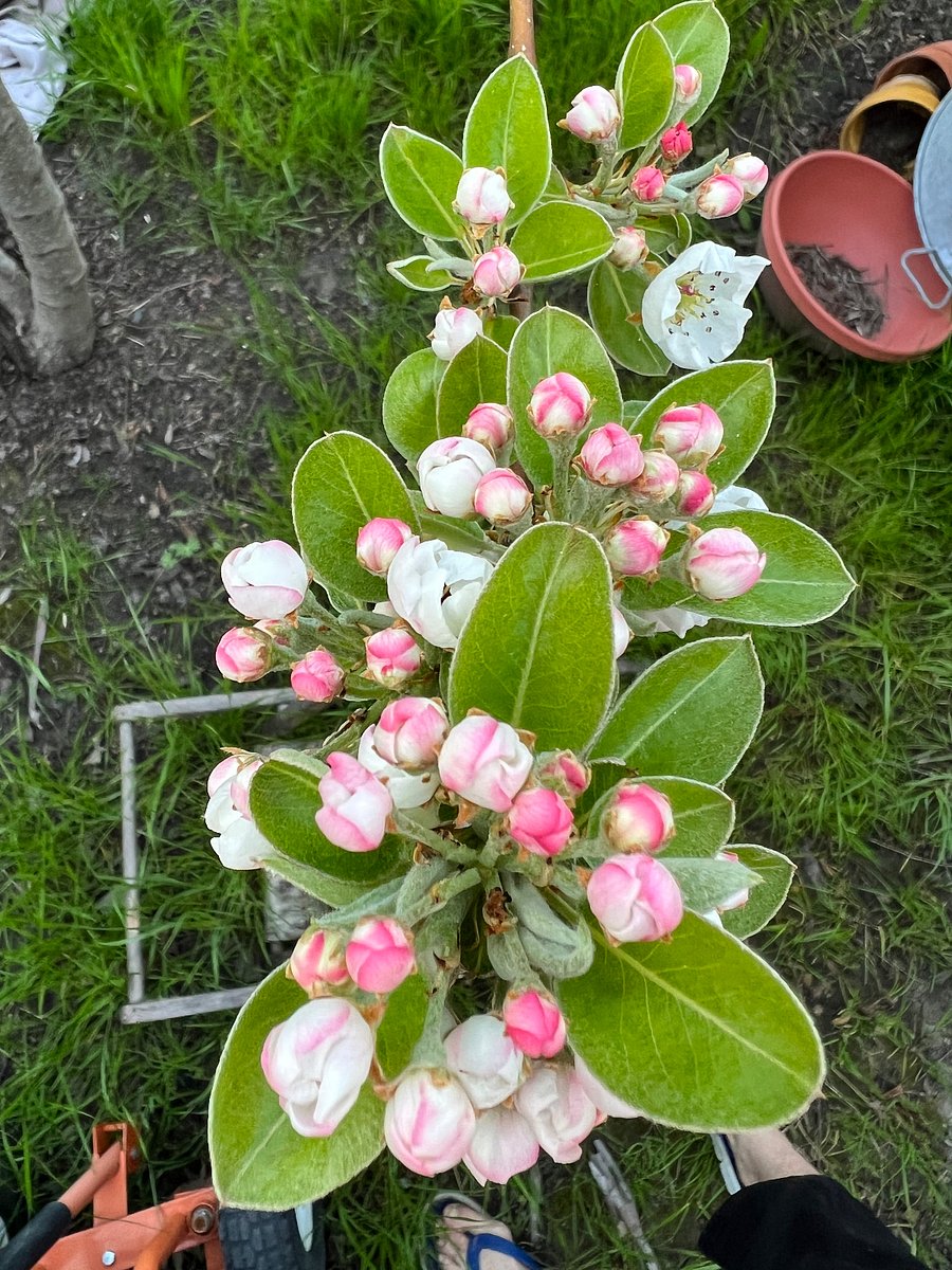 Gravenstein apple blossoms