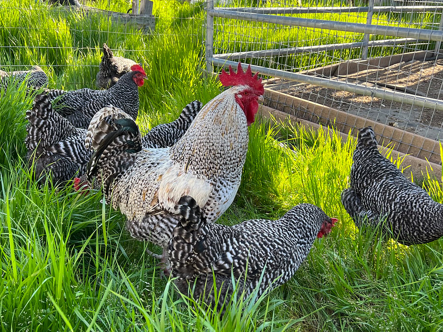 Lucky the Rooster and some of his girls.