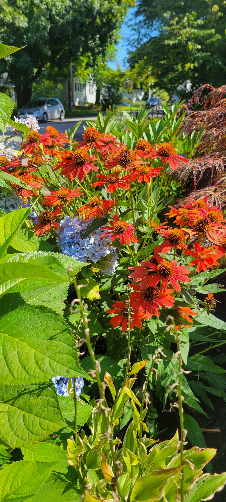 Gardens at the SoPo Oasis