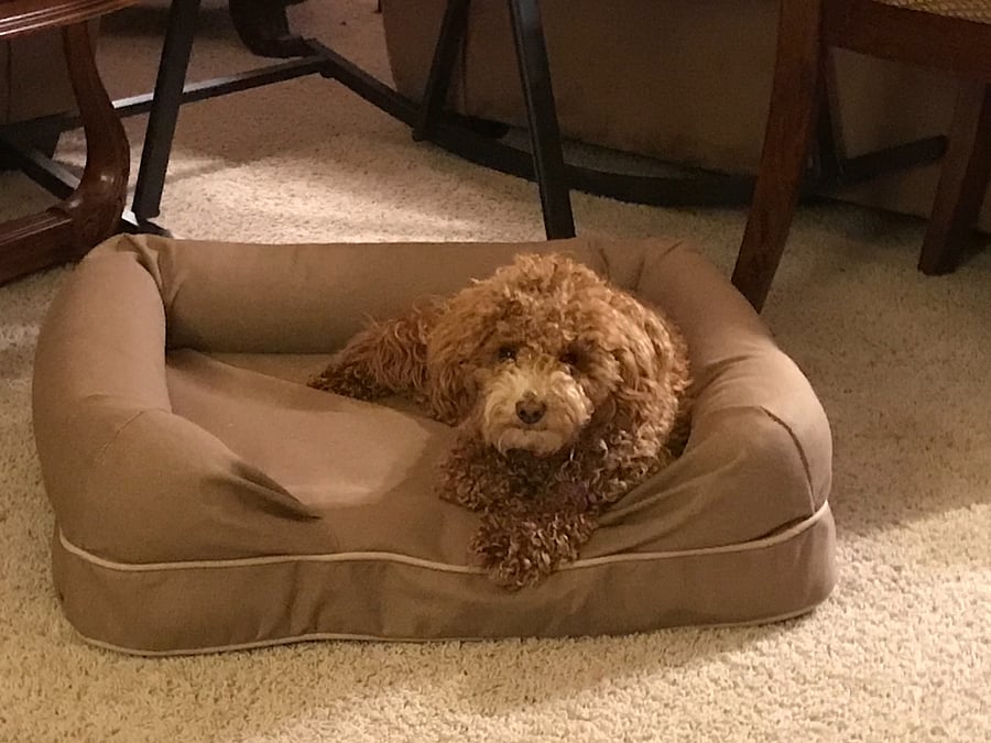 You could be hanging out with Coco while you stay here.