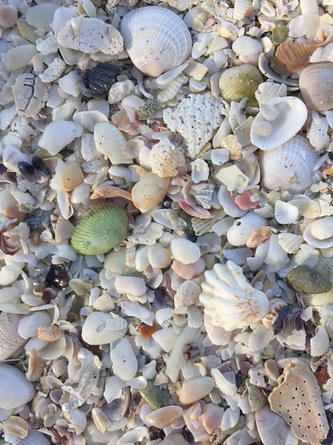 On the Sanibel beach