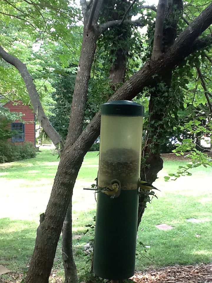 Watch birds feeding from your bedroom.