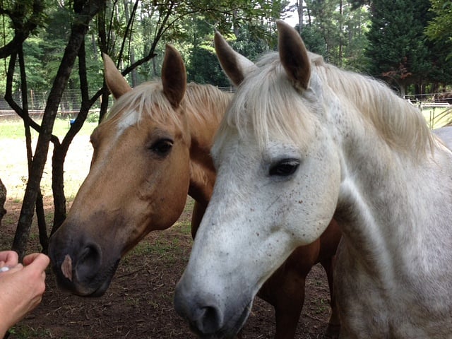 The farm hosts two horses whose owners board them here.