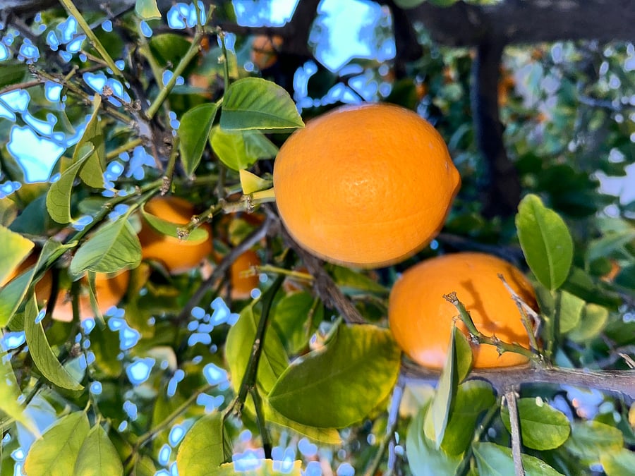 Lemon