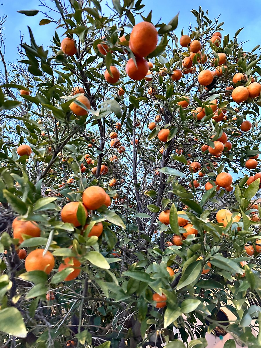 Tangerine tree in front of unit
