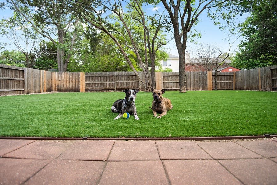 A huge mud-free fenced-in shady yard pups love