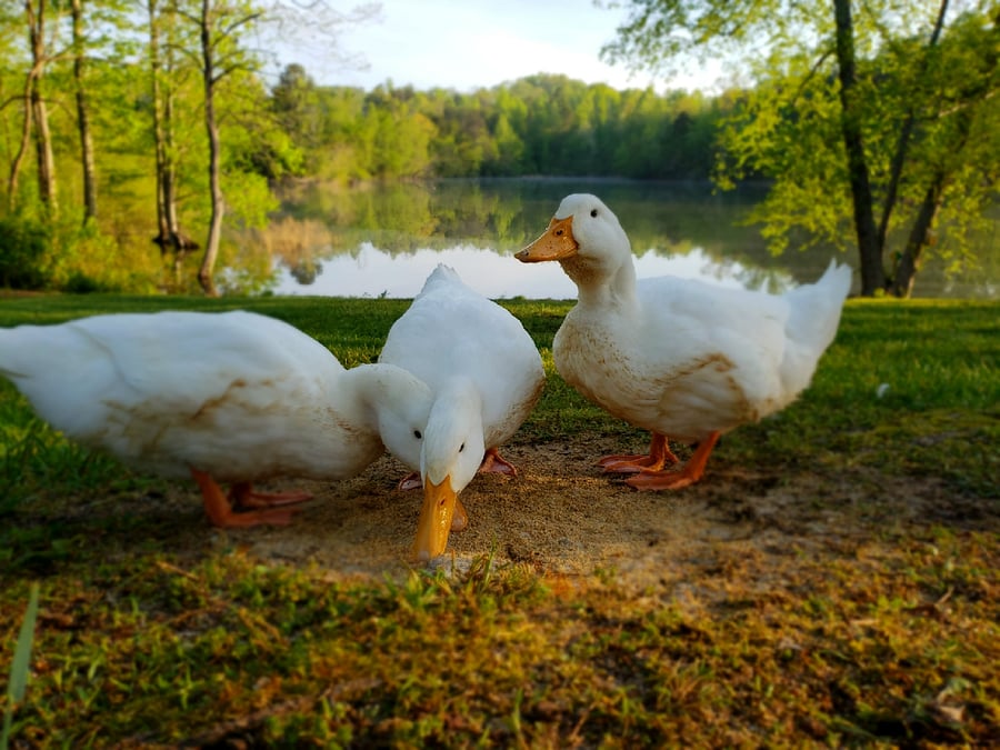 You'll share the yard with our duck friends!