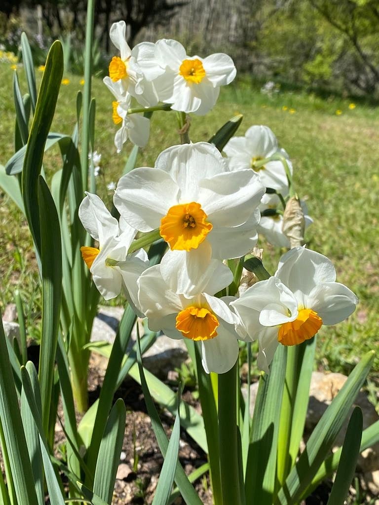 Flowers