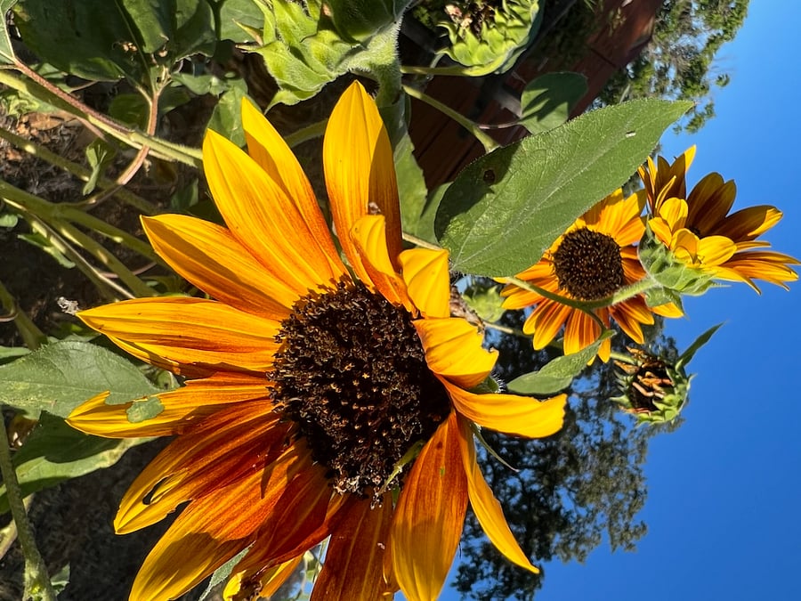 Sunflowers (my fav)
