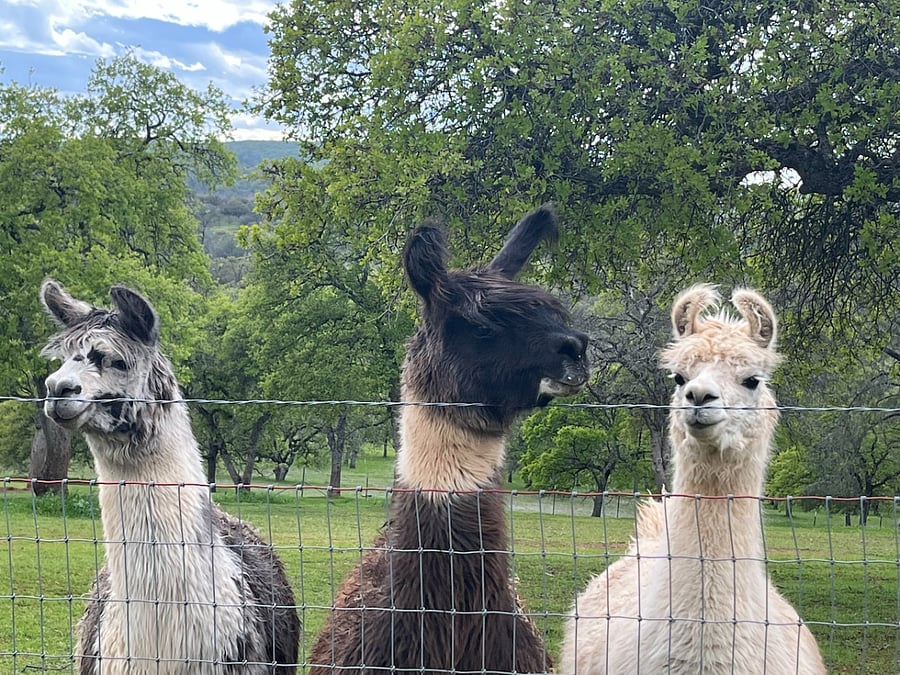 Resident Llamas. Mona, Pasa and Mamma