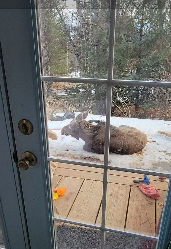 Sometimes moose like to visit