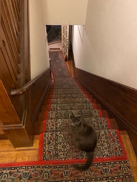 Building stairwell. Apartment is one flight of stairs up. Cat is the master of the house!
