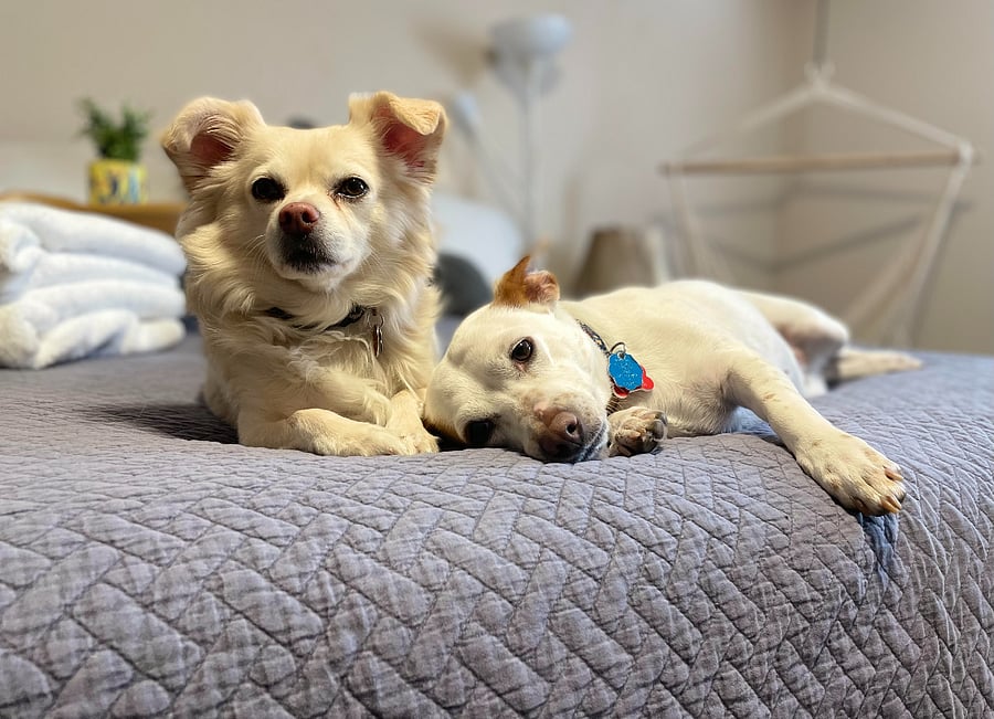 Jake and Maya, the cutest babies