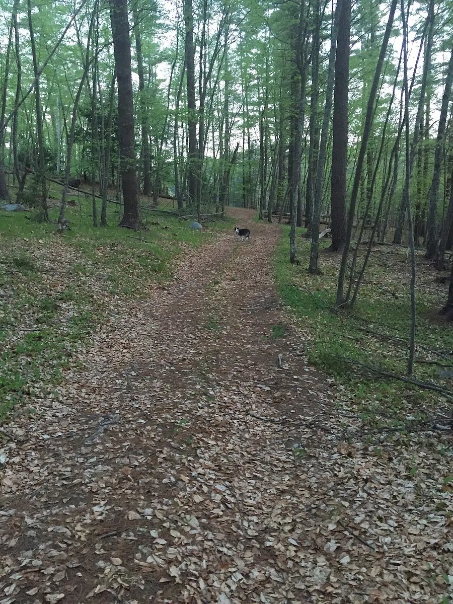 Tractor path to the tidal river. Total farm is over 100 acres.