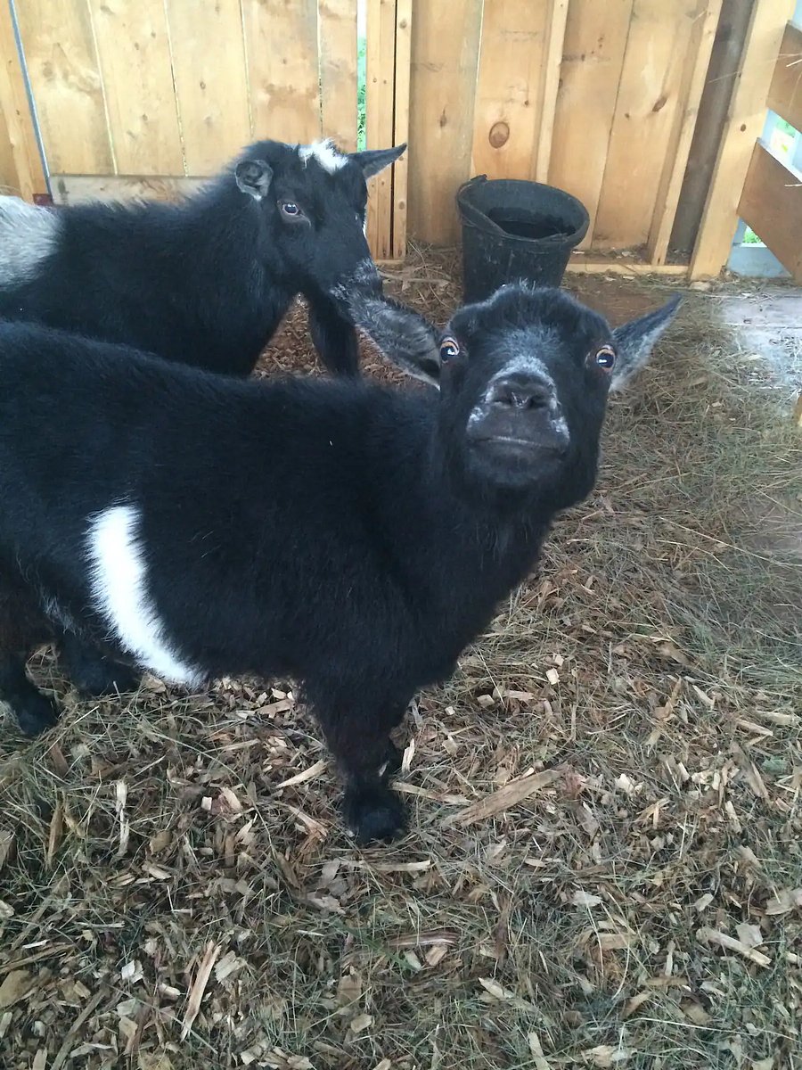 Also animal petting barn at farm stand, with chickens, goats, donkeys and more!
