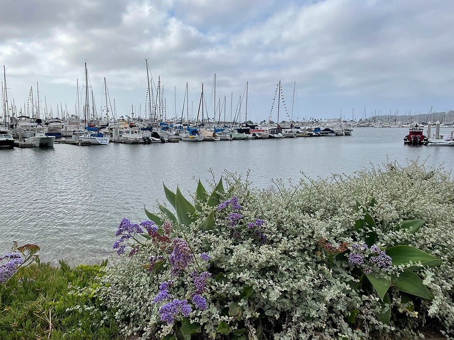 Beautiful harbor views from Bessamer Path