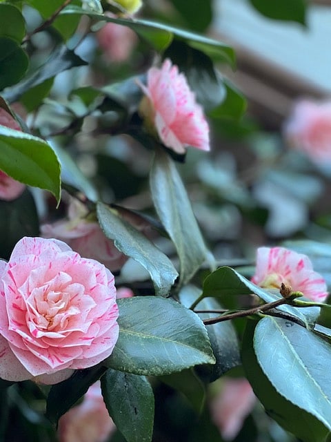 Woodland Traveler Lodging - Quiet backyard common areas
Spring is arriving and flowers beginning to bloom