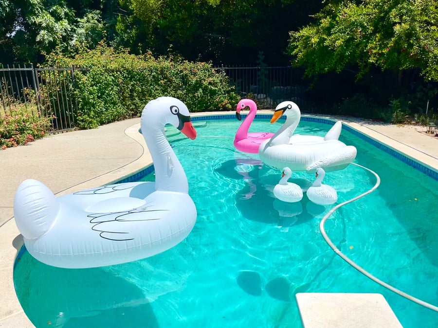 Pool swan floats!