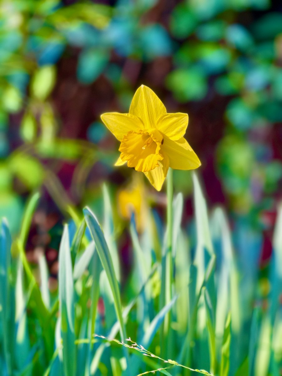 Daffodils in February!