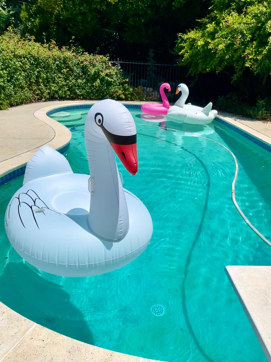 More Swans!